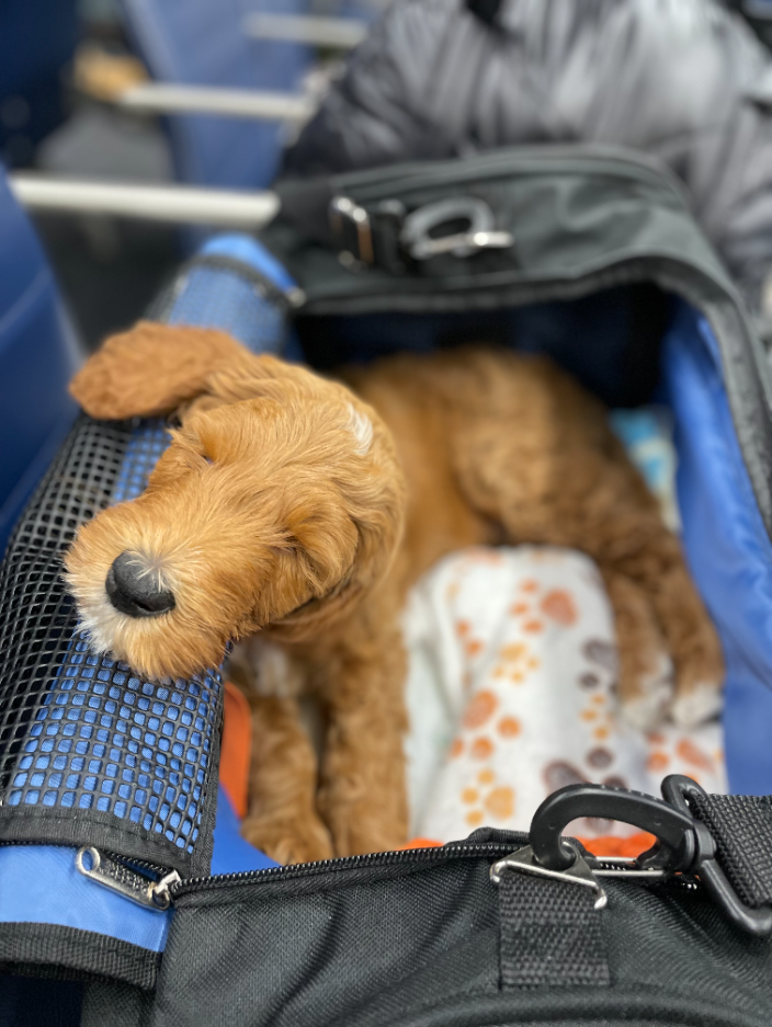 Miami, FL ASAP Pet Transport Flight Nanny Pet Transportation Service