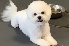 Request Quote: Fur Krewe - Pet Daycare and Pet Care Spa - Baton Rouge, LA