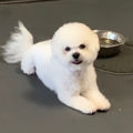 Fur Krewe - Pet Daycare and Pet Care Spa - Baton Rouge, LA