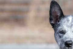 Request Quote: Penny Souza Pet Photographer - Westerly, RI