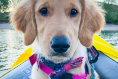 Request Quote: Agency Private In Home Pet Training - Holly Springs, NC