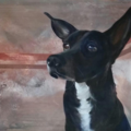 Jaimee Newman Contemporary Pet Portraits   - Nationwide