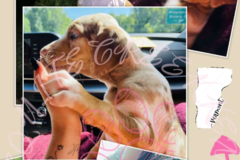 Request Quote: Mesquite Creek Kennels & K9 Transport  - Nationwide