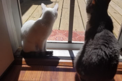 Request Quote: Lana's Love Pet Sitting Service - Yellow Springs, OH