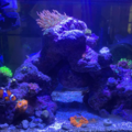 iSeaLife - Aquarium Maintenance and Cleaning Services - Fort Worth, TX