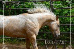 Request Quote: Aquarius Dreamscapes Photography - Pet Photographer - Tacoma, WA