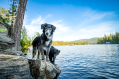 Request Quote: Furever Friends Pet Photography - Coeur d'Alene, ID
