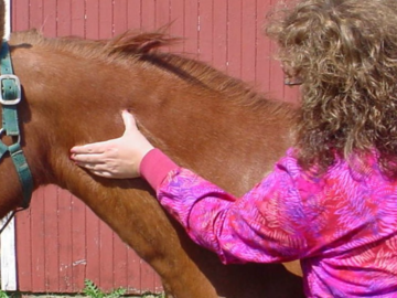 Cervical palpation  equine