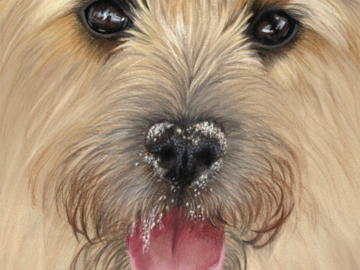 11" x 14" Pastel drawing of a terrier with sand on her nose, by Heather Mitchell