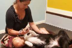 Request Quote: Fidoluv - Animal Massage Therapy - Eugene, OR