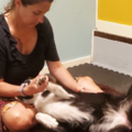 Fidoluv - Animal Massage Therapy - Eugene, OR