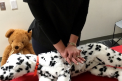 Request Quote: Pet Emergency Academy - Pet First Aid Training Certification - Nationwide