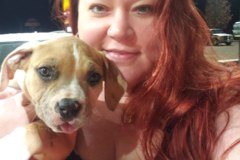 Request Quote: Happy Tails Transport - Pet Transportation Service - Dallas, TX