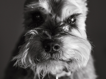 Black & White Pet Portraits