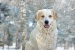 Request Quote: Vickie Coody Pet Photography - Abilene, TX