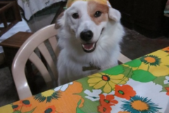 Request Quote: Courtney’s Courier Service - Pet Transport - Killeen, TX