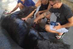 Request Quote: Chiropractic Worx - Animal Chiropractor - Panama City Beach, FL