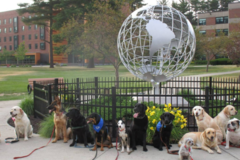 Request Quote: Canine Learning Center - Certified Dog Trainer - Westfield, MA