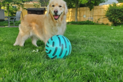 Request Quote: 302 Pets - Dog Walking and Pet Sitting - Talleyville, DE