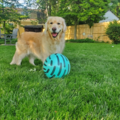 302 Pets - Dog Walking and Pet Sitting - Talleyville, DE