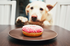 Animal Nutritionists - Richmond, VA