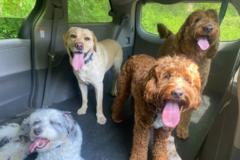 Request Quote: Dogs Unleashed LLC - Dog Walking and Dog Sitting - Fairfield, CT