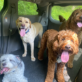 Dogs Unleashed - Dog Walking and Dog Sitting - Fairfield, CT