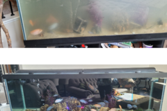 Request Quote: DFW Tank Pros - Aquarium Services - Sanctuary, TX
