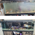 DFW Tank Pros - Aquarium Services - Sanctuary, TX