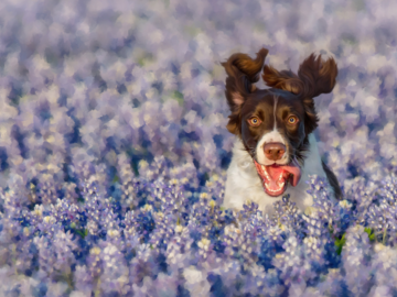 A painted image of an English Springer Spaniel frolicking through a field of Texas Bluebonnets.