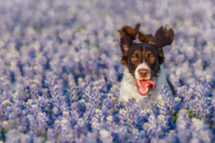 Request Quote: Chile Dog Photography - Sandy, UT