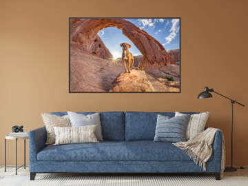A portrait of Guinness, a Pointer mix, under Corona Arch near Moab, UT at sunrise over a blue sofa.