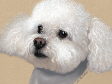 Pastel portrait of a curly-haired white dog by artist Heather Mitchell.