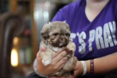 Request Quote: Road Dawgz LLC - Pet Transport Service - Nationwide