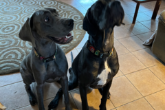 Request Quote: K9 Therapy Massage - Oakbrook Terrace, IL