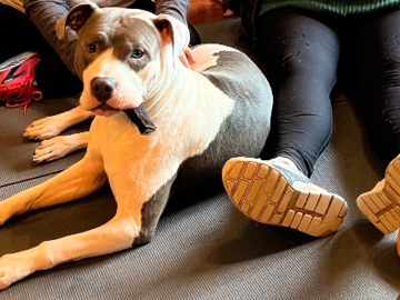 Romeo's first day in his new FURever home included a massage and treat to enhance the bond between him and his new Pet Parent.