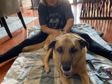 Scout is benefiting greatly from her weekly massages to help ease the inflammation and pain in her hindlimbs.