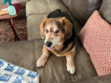 I helped 17 year old Clyde and his family as he transitioned to the Rainbow Bridge.