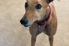 Request Quote: Dogs On The Run Pet Care Concierge Service - High Point, NC