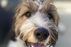 Request Quote: Dogs On The Run Pet Care Concierge  - Nashville, TN