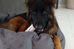 Request Quote: Dogs On The Run - Port St. Lucie, FL