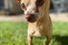 Request Quote: Dogs On The Run Pet Care Concierge Service - Honolulu, HI