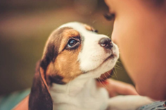 Request Quote: Dogs On The Run Pet Care Concierge Service - Portland, OR