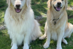 Request Quote: Dogs On The Run Pet Care Concierge Service - Racine, WI