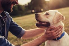 Request Quote: Dogs On The Run Pet Care Concierge - Irvine, CA