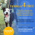 Fetch! Pet Care - Dog Walking and Pet Sitting - Chicago, IL