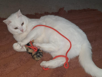 Drop-in visits for your kitty are also available. 