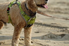 Request Quote: Boone's Dog Walking and In Home Pet Sitting - Battleboro, NC