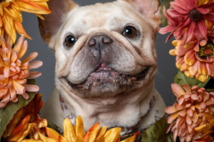 Request Quote: Cindy Kelleher Photo - Pet Photography - San Jose, CA