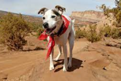 Request Quote: Max's Furrever Friends - Pet Sitting - Huntersville, NC